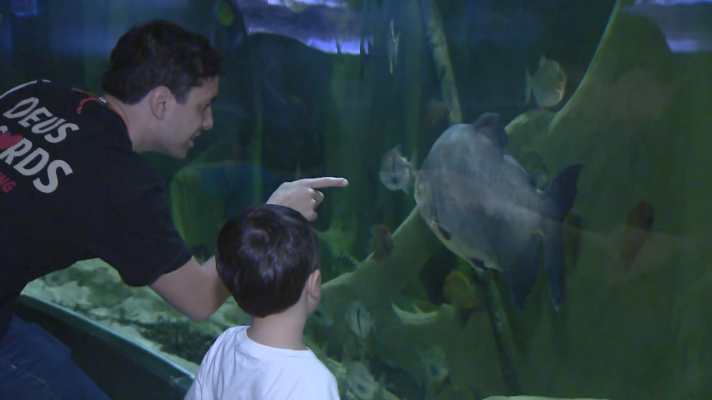 Telenorte - País Vasco - Las pirañas vegetarianas se convierten en la gran atracción del Aquarium de Donostia
