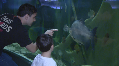 Pira�as que comen frutas y verduras en vez de carne hacen las delicias de los visitantes en el Aquarium de San Sebasti�n | RTVE Play - Ver ahora
