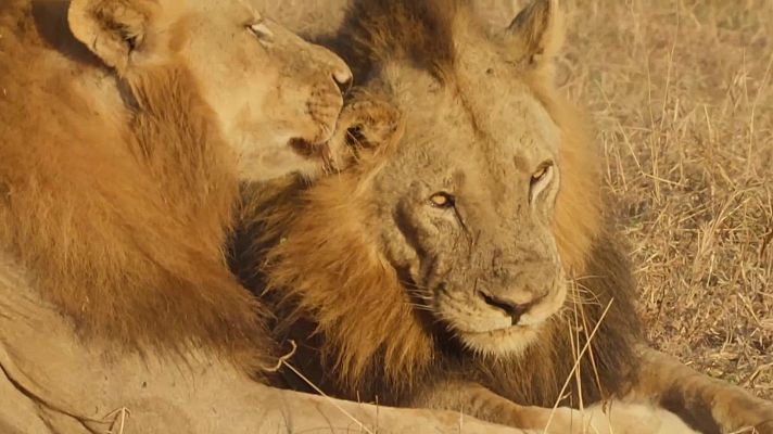 Fauna letal - Especial grandes felinos