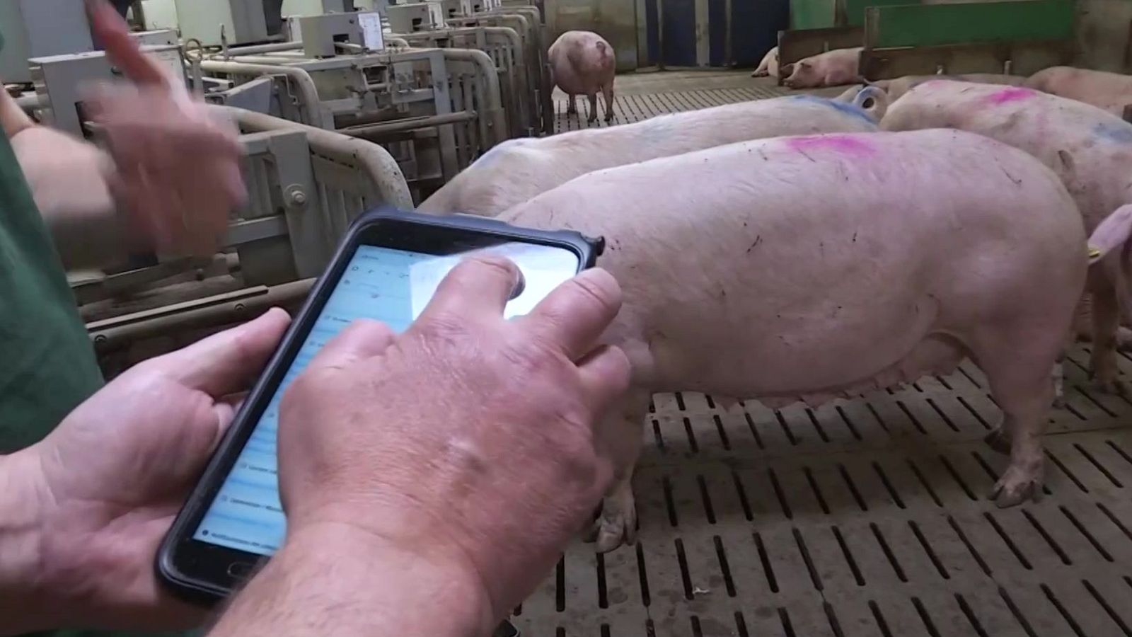 Aragón lidera la producción nacional de porcino con 10 millones de cerdos - Noticias Aragón | Ver