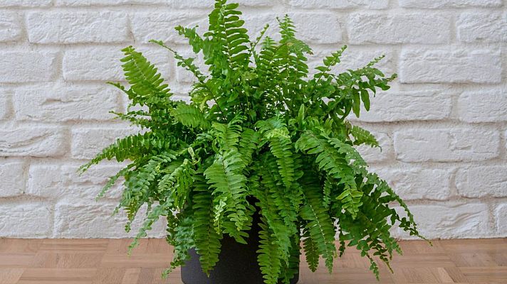 Aquí la Tierra - ¿Qué plantas puede tener una persona alérgica?