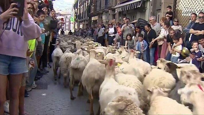 Telenorte - País Vasco - Ordizia celebra el Artzain Eguna con 1.500 ovejas y el tradicional primer corte de queso Idiazabal
