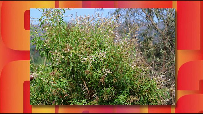 Saber y ganar - Saber y ganar - 08/04/26