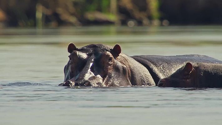 Fauna letal - Hipopótamos hambrientos