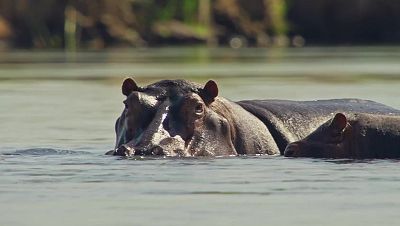 Fauna letal - T5 - Episodio 3: Hipop�tamos hambrientos - Fauna letal | Ver