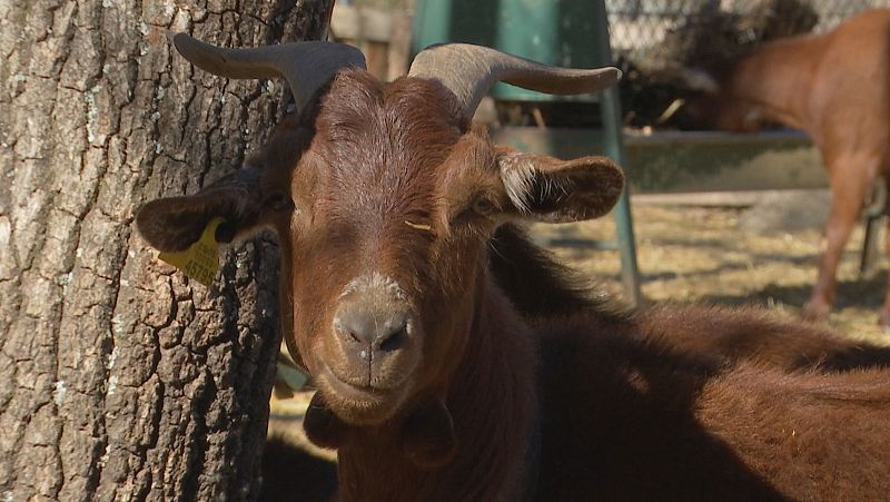 Gredos avanza hacia la recuperación de la cabra guisandesa - Noticias de Castilla y León | Ver