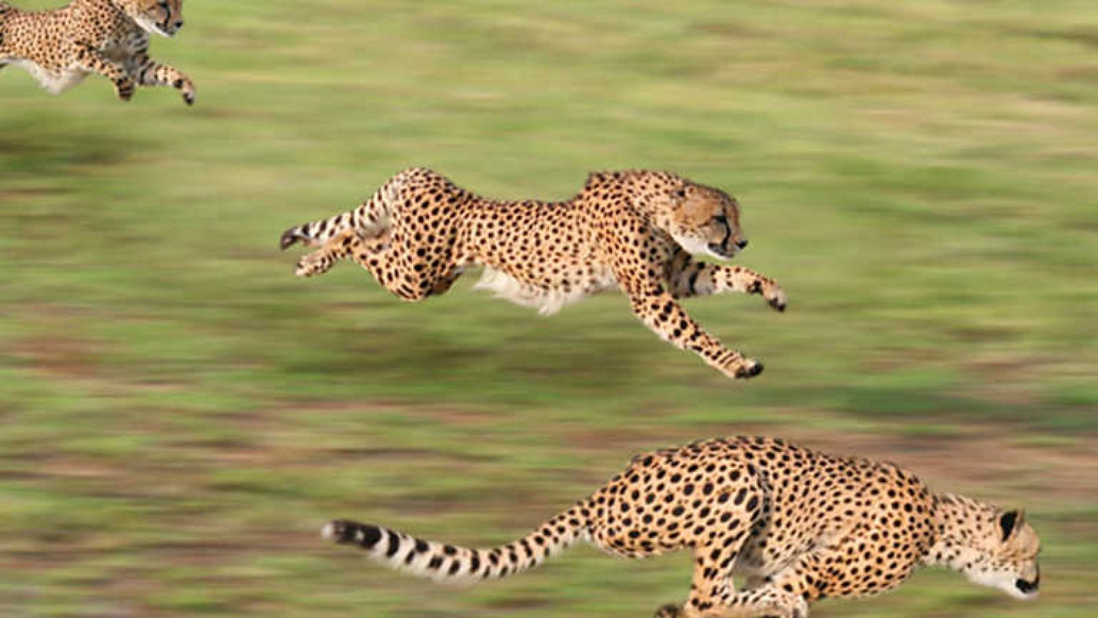 Grandes documentales -  Depredadores de La Sabana - Ver ahora