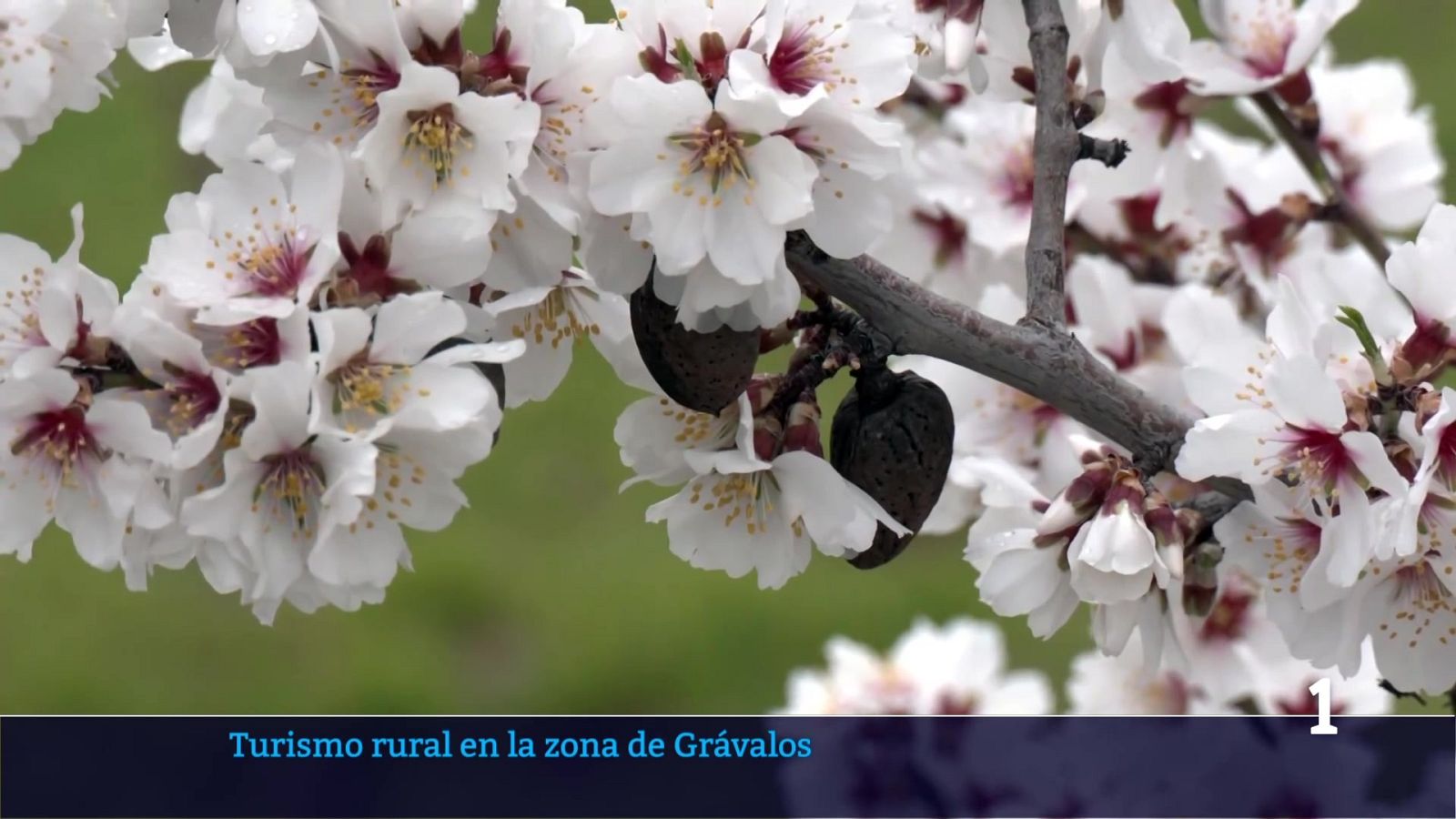 Informativo Telerioja - 09/04/26 | Ver