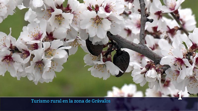 Informativo Telerioja - 09/04/26 | Ver