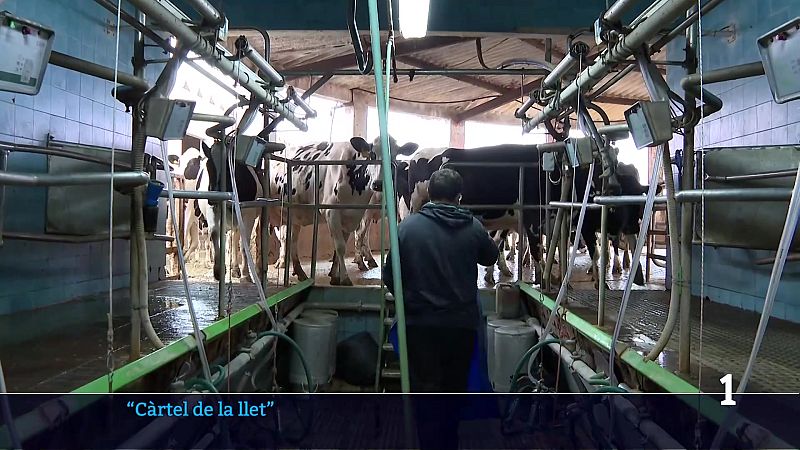 Els ramaders reclamaran indemnitzacions pel càrtel de la llet