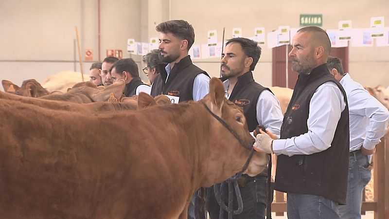 Salamanca abre la feria de ganado Bovinum - Noticias de Castilla y Le�n | Ver