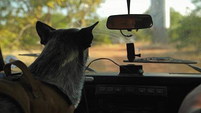 Fauna letal - T5 - Episodio 5: Salvar a los pangolines - Fauna letal | Ver