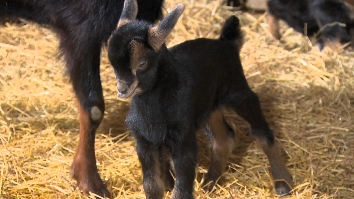 TeleCantabria - Las cabras del Asón buscan ser reconocidas como raza autóctona de Cantabria