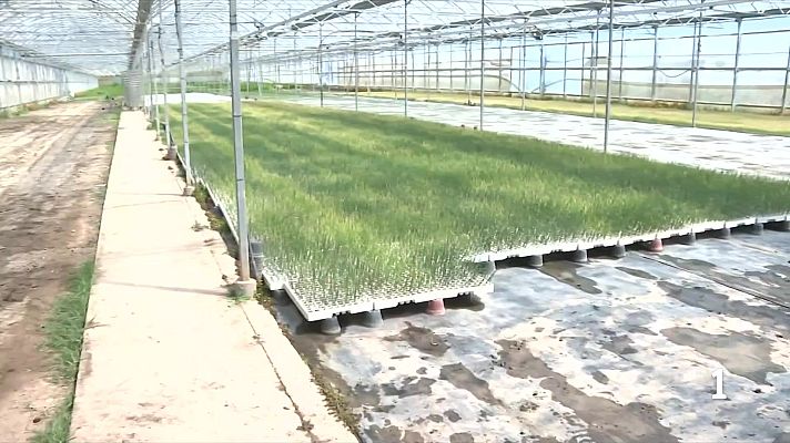 L'Informatiu - L'agricultura ecològica també pateix l'encariment dels costos per la crisi dels adobs