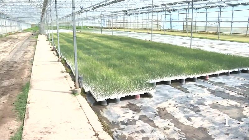 L’agricultura ecològica també pateix l’encariment dels costos per la crisi dels adobs