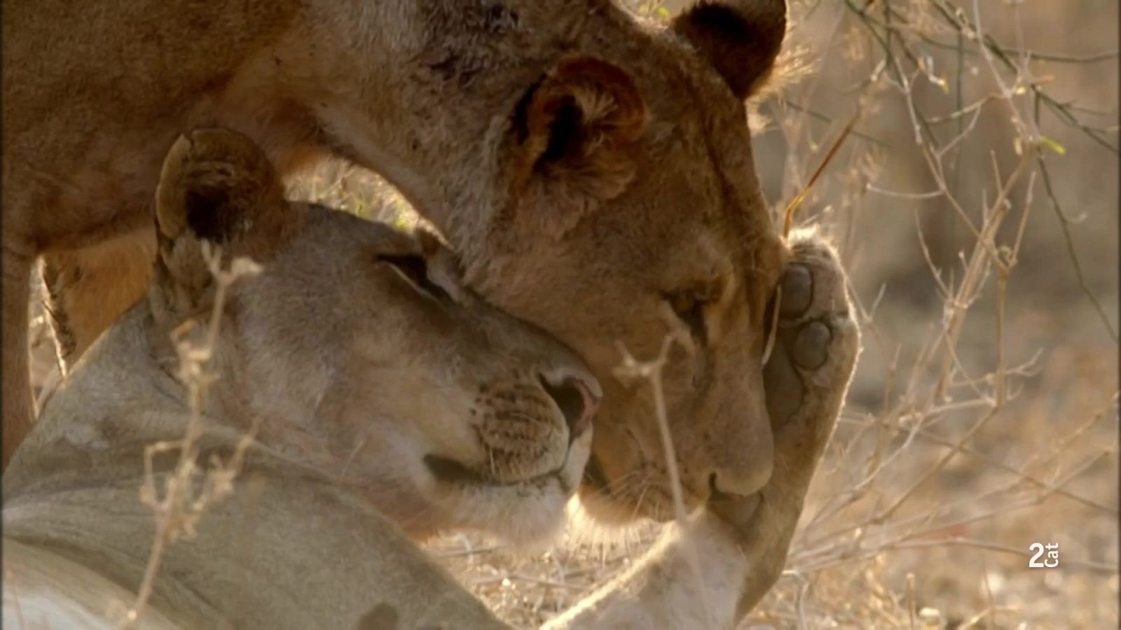 Grans Documentals - Relats de Zàmbia: El territori de la bandada - Veure ara