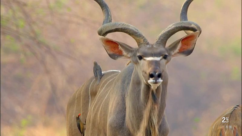 Grans Documentals - Relats de Z�mbia: Natura interconnectada - Veure ara