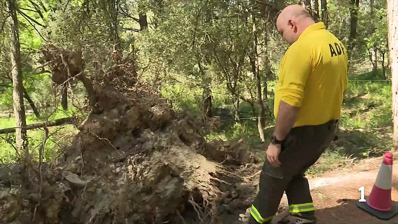 Els arbres caiguts als boscos per la sequera, els forts vents i la saturació d'aigua fan créixer el risc d'incendis