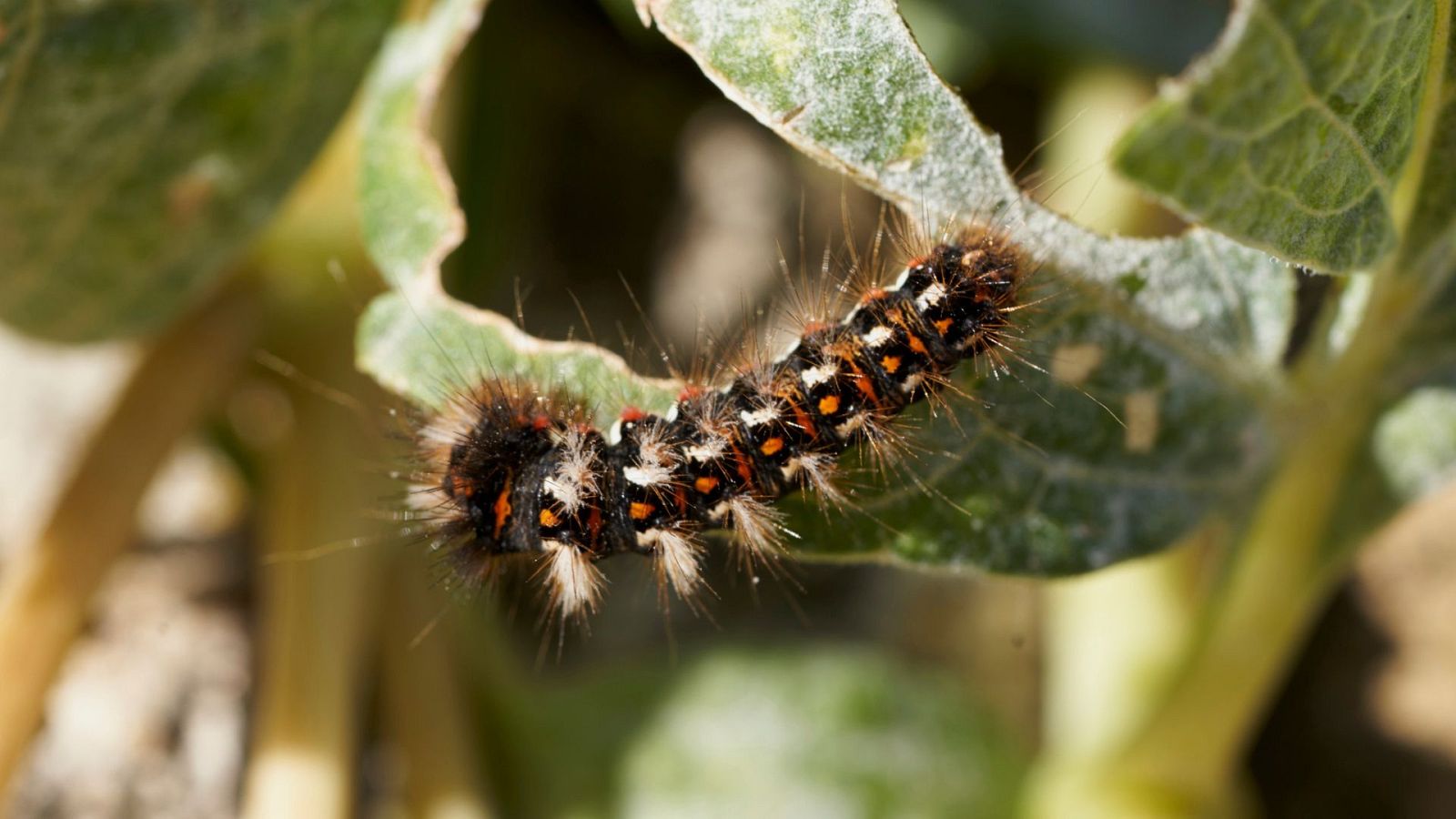 La oruga procesionaria regresa con la primavera - Noticias de Castilla-La Mancha | Ver