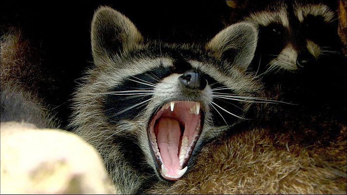 Un primer plano de un mapache muestra su pelaje gris y marrón, con una máscara negra distintiva. El animal enseña sus dientes con la boca abierta, y se observan sus largos bigotes blancos. En el fondo, se intuye la presencia de otro mapache.