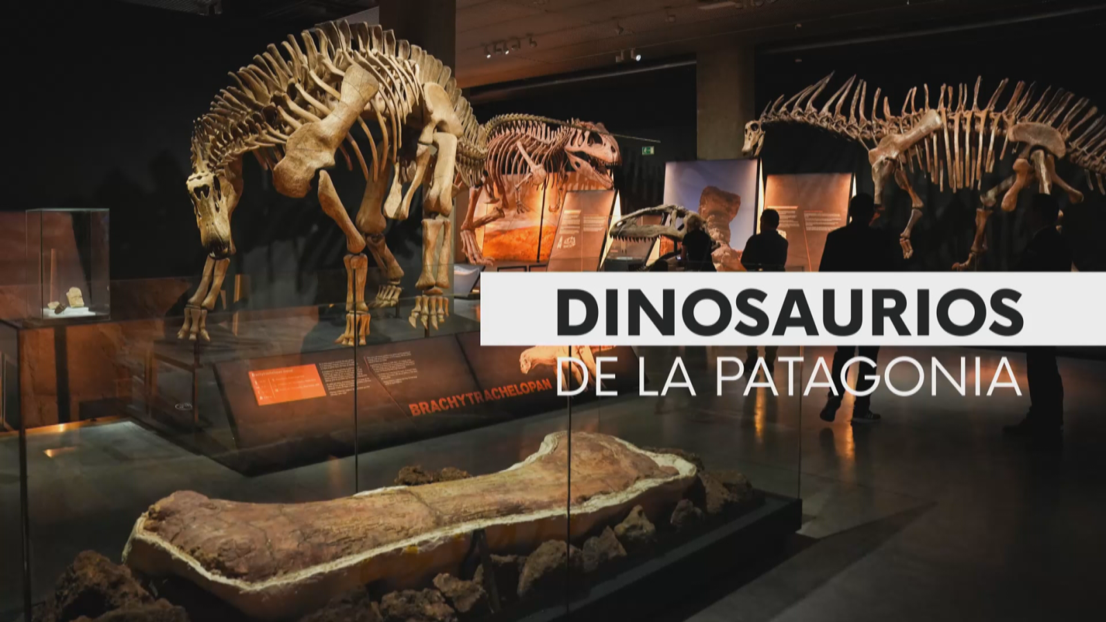 Dinosaurios de la Patagonia - Noticias Andalucía | Ver