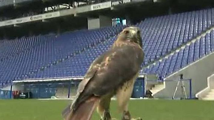 Telediario 1 - Halcones en Cornellà-El Prat