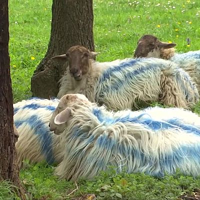 Telenorte - País Vasco - Telenorte 2 País Vasco - 14/04/2026