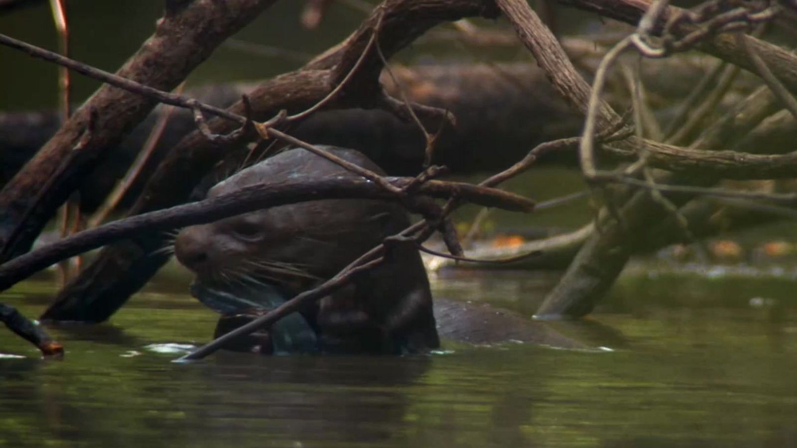 Fauna letal - T5 - Episodio 7: En busca de la nutria gigante - Fauna letal | Ver