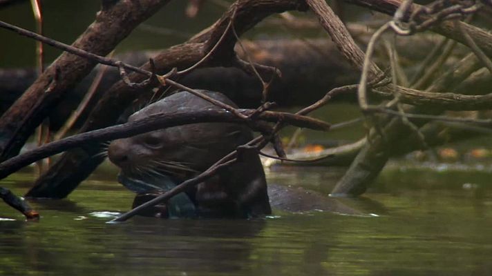 Fauna letal - En busca de la nutria gigante