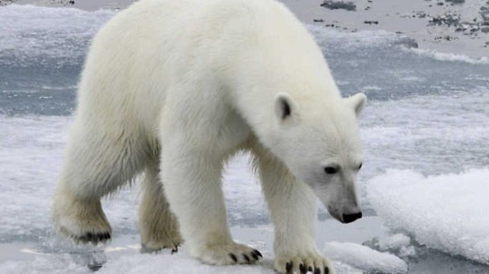 Grandes documentales - Escandinavia salvaje: Grandes supervivientes