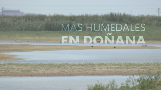 Recuperan 53 hect�reas de humedales en Do�ana