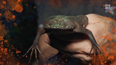 Fauna letal - T5 - Episodio 8: Los m�s raros de Am�rica del Sur - Fauna letal | Ver