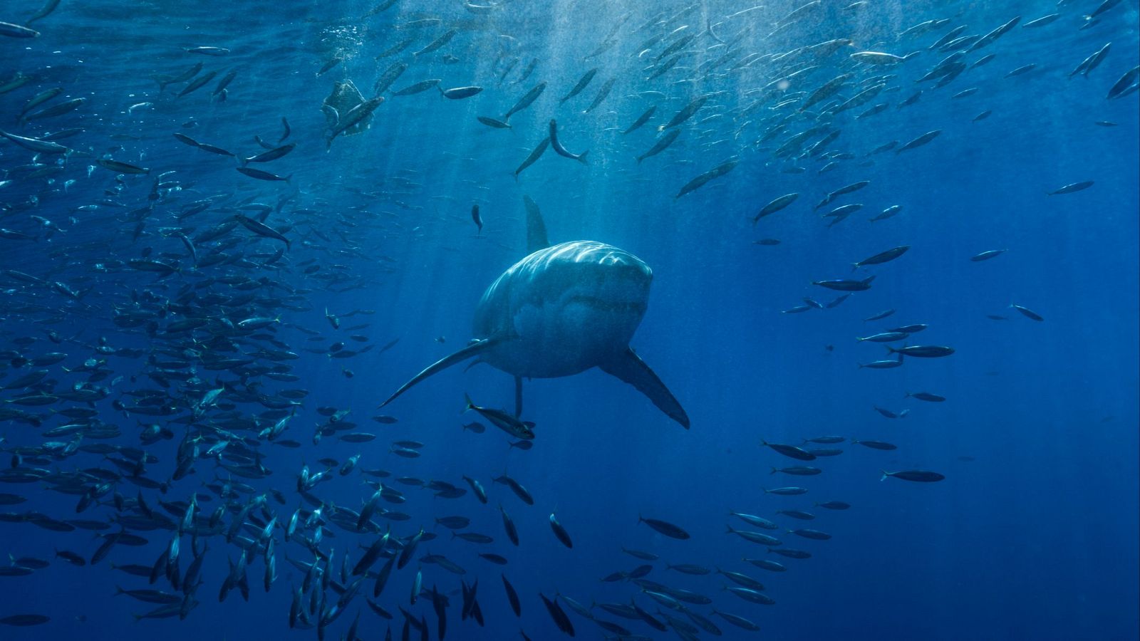 Un tiburón deja sin pierna a un hombre durante su luna de miel - Directo al grano | Ver