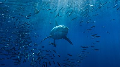 Un tiburón deja sin pierna a un hombre durante su luna de miel
