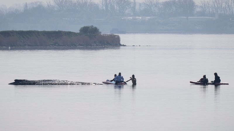 Toda Alemania pendiente de Timmy, una ballena varada en el Báltico - Telediario 1 | Ver
