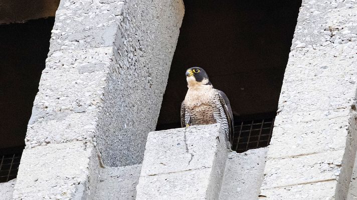Telenorte - País Vasco - La primera pareja de halcones peregrinos salvajes que anida en un entorno urbano en Euskadi