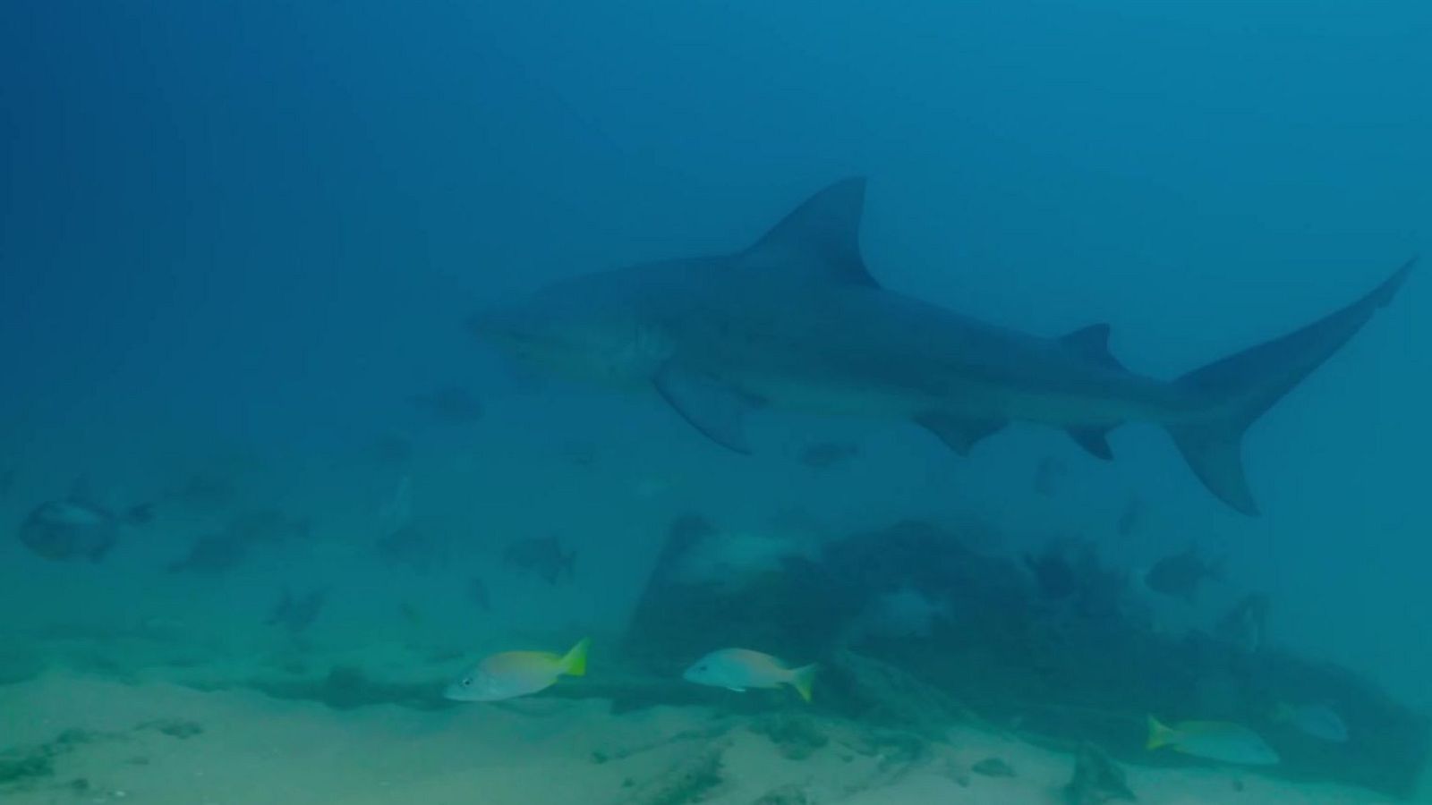 Fauna letal - T5 - Episodio 9: Tiburones y morenas - Fauna letal | Ver