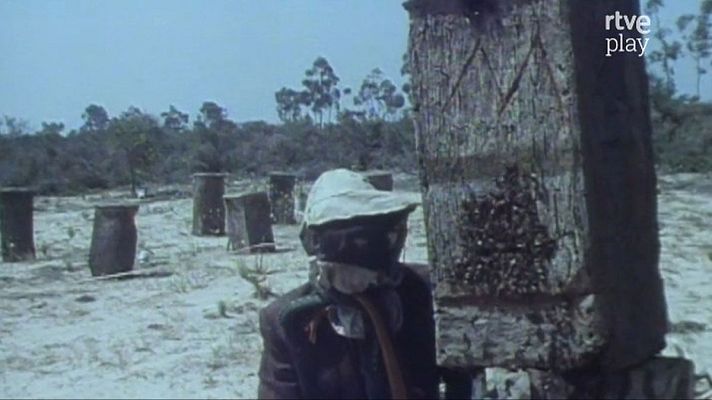 La duna móvil - La primavera en Doñana (I)