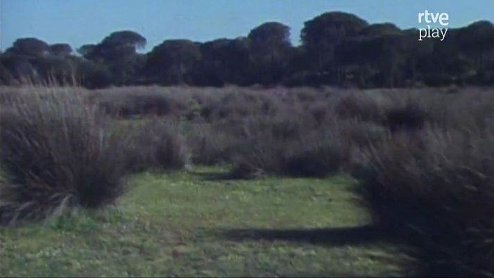 La duna móvil - La primavera en Doñana (IV)