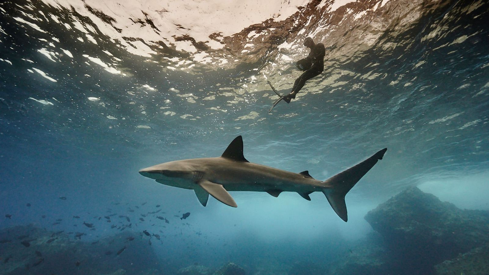 En estado crítico por el ataque de un tiburón - Mañaneros 360 | Ver