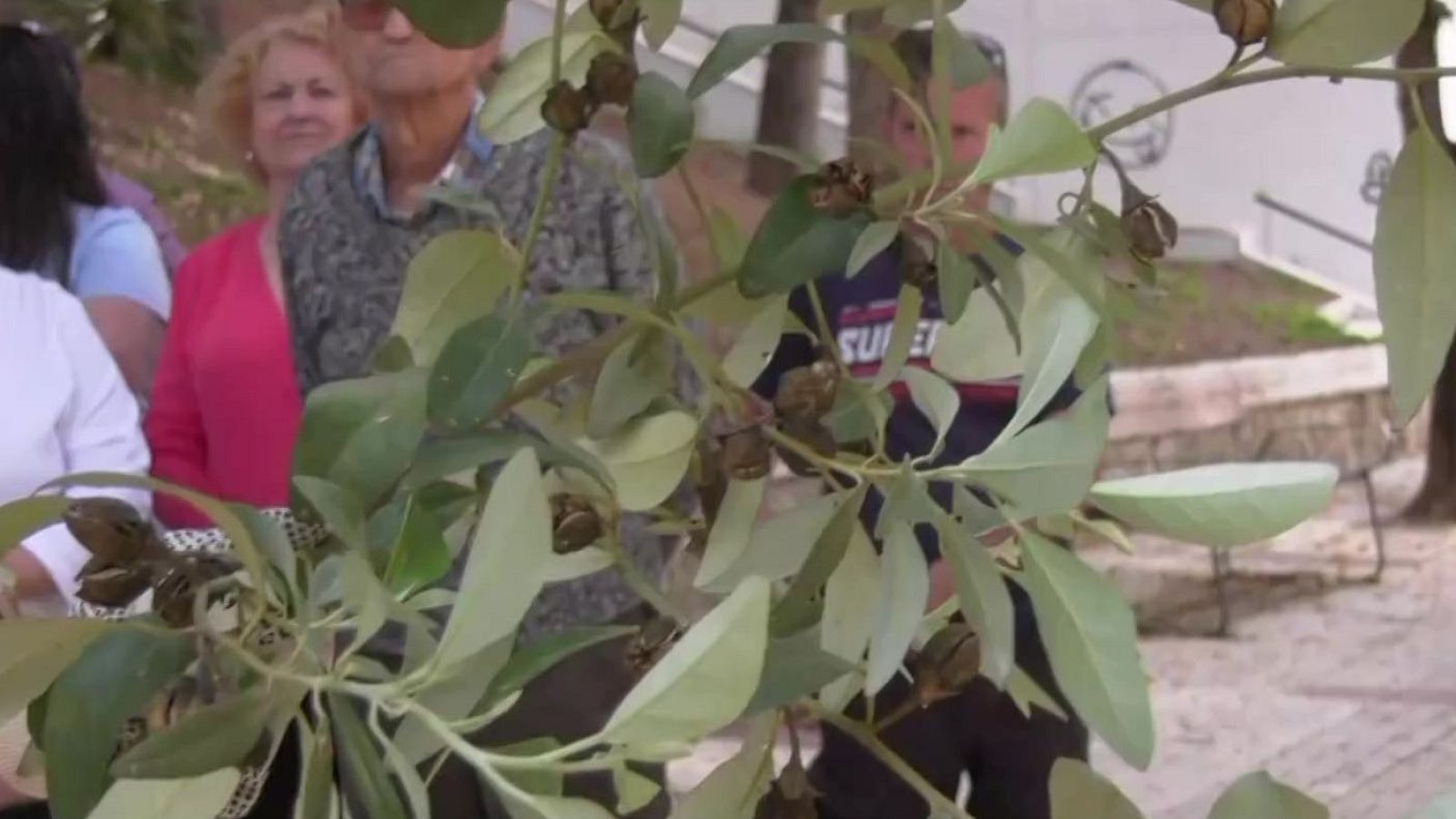 Árboles 'pica-pica': el terror de esta calle - Mañaneros 360 | Ver