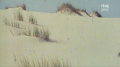 La primavera en Doñana (V)