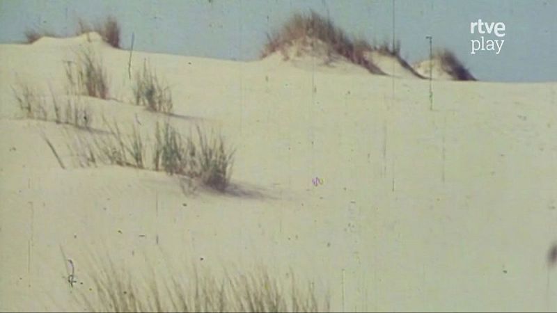 La duna m�vil - La primavera en Do�ana (V) - La duna m�vil | Ver