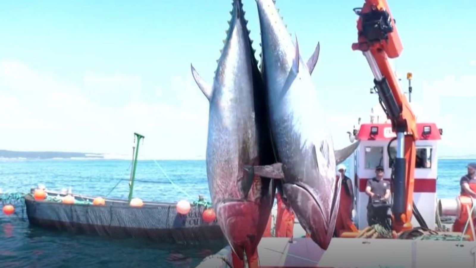 La 'levantá' y el ronqueo del atún rojo en 'Directo al grano' - Directo al grano | Ver