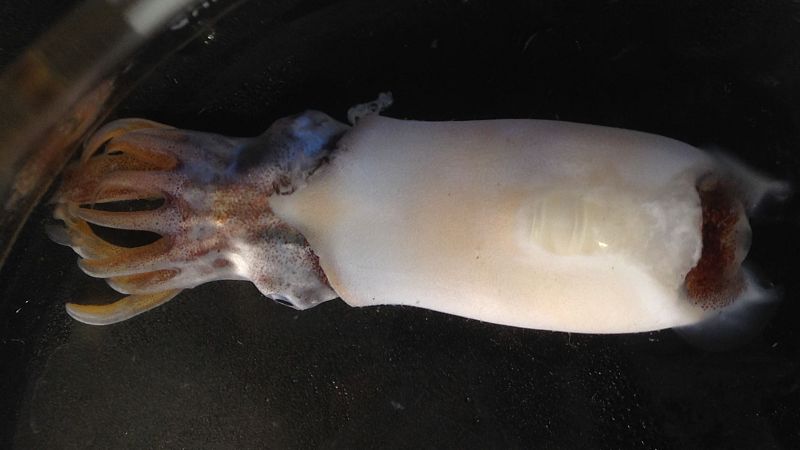 Acuicultura con la cría de sepia en cautividad - Noticias Murcia | Ver