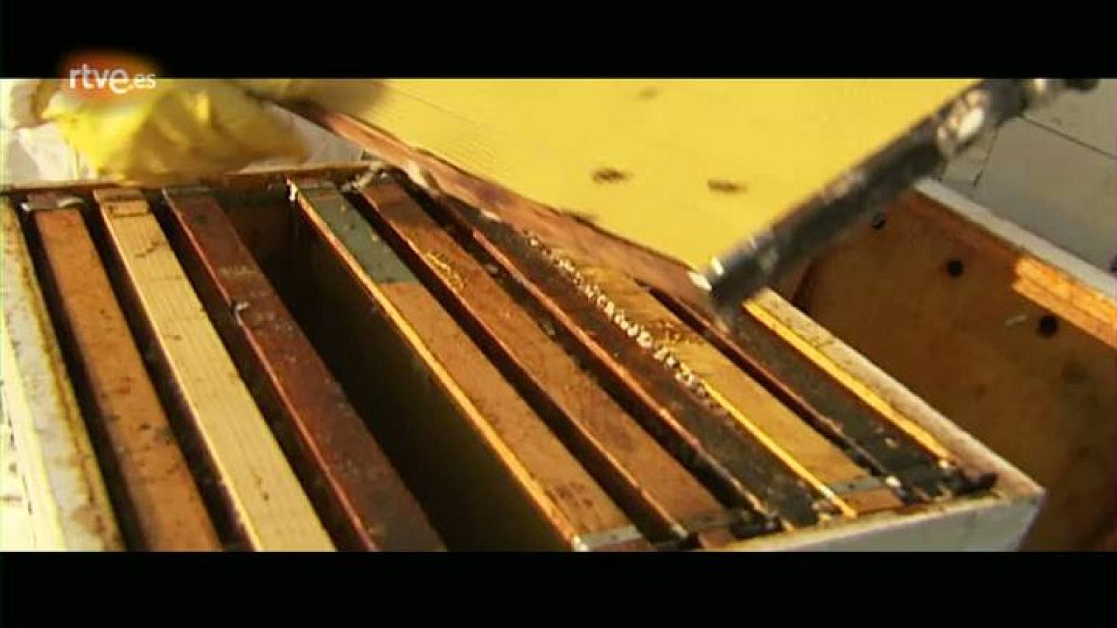 El escarabajo verde -  Un mundo sin abejas - avance