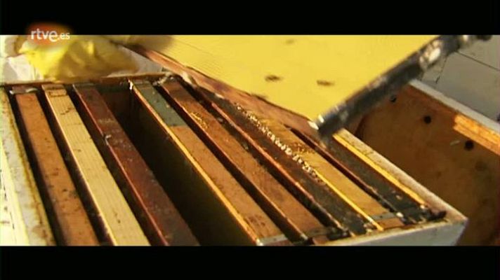 El escarabajo verde - Un mundo sin abejas - avance