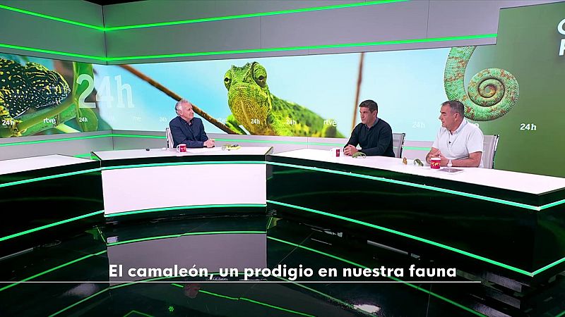 Objetivo Planeta - El Camale�n, un prodigio de nuestra fauna - Objetivo Planeta | Ver