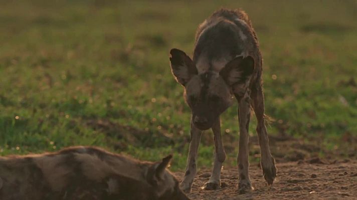 Fauna letal - Especial perros salvajes