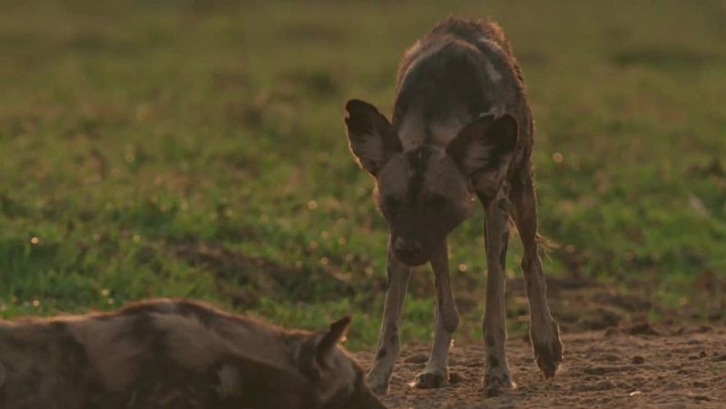 FAUNA LETAL - T5 - Episodio 10: Especial perros salvajes - Fauna letal | Ver